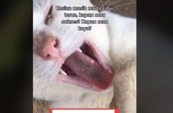 Ternyata kucing ini hanya tidur sehingga bikin netizen terhibur. (TikTok/ radenramo)