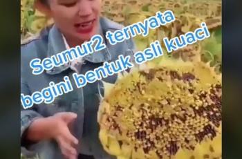 Bentuk asli kuaci pada bunga matahari ini bikin netizen salfok. (TikTok/ @hart600)