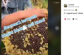Bentuk asli kuaci pada bunga matahari ini bikin netizen salfok. (TikTok/ @hart600).