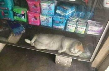 Etalase warung. (Twitter/@nocontextwarung)