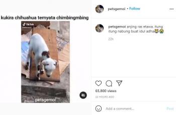 Beli anjing lewat online shop. (instagram/petsgemoi)