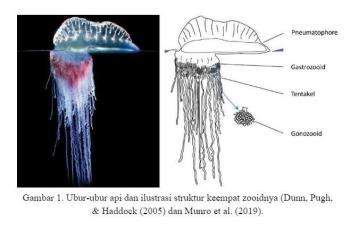 Struktur morfologi ubur-ubur api atau bluebottle. (oseana.lipi.go.id)