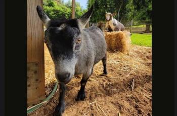 Dua kambing Mark Zuckerberg, bernama Max dan Bitcoin. (Facebook/ Mark Zuckerberg)