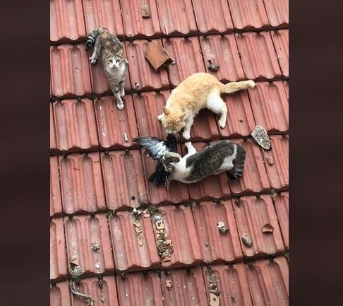 Kucing oren yang memenangkan ''pertarungan'' untuk merebut hewan buruan bikin netizen salfok. (TikTok/ @rasul.32)