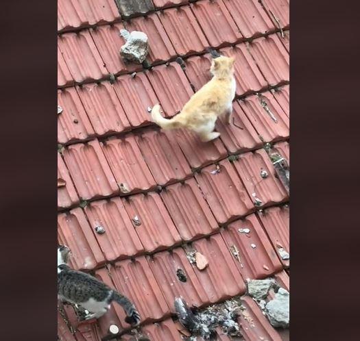 Kucing oren yang memenangkan ''pertarungan'' untuk merebut hewan buruan bikin netizen salfok. (TikTok/ @rasul.32)