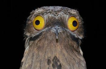 Potoo: Si Hantu Penjaga Hutan yang Viral dan Suaranya Kini Menjadi Data Ilmiah