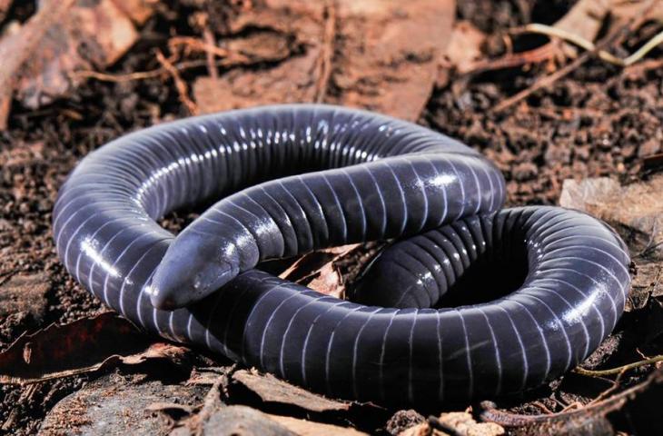 Hewan bernama bernama sesilia (caecilian). (Dok. Carlos Jared/Institut Butantan São Paulo, Brazil)