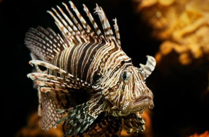 Ikan Singa ((Foto: Sponchia/pixabay) 