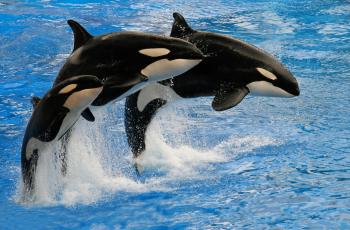 7 Fakta Paus Orca, Benarkah Bisa Menyerang Manusia?