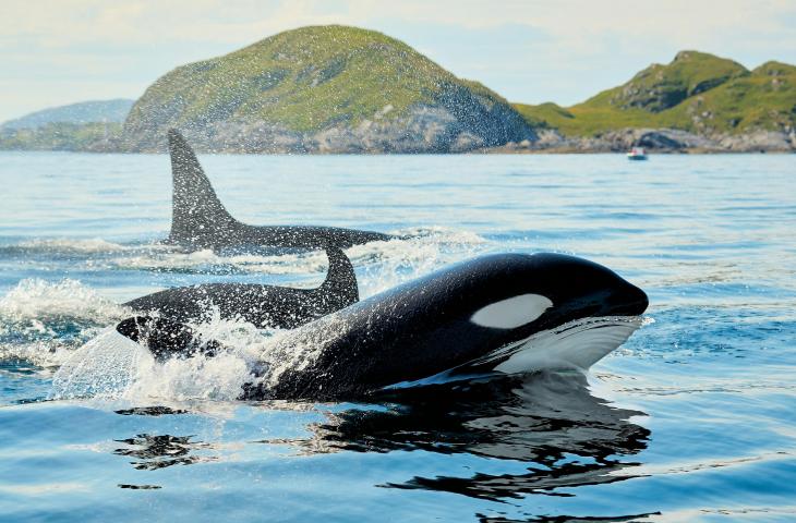 Ilustrasi Orca. [Unsplash/Vidar Nordli-Mathisen]